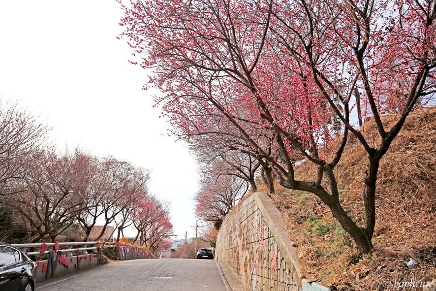 전남 순천 여행 탐매마을 홍매화 명소 봄꽃구경 개화상황과 주차