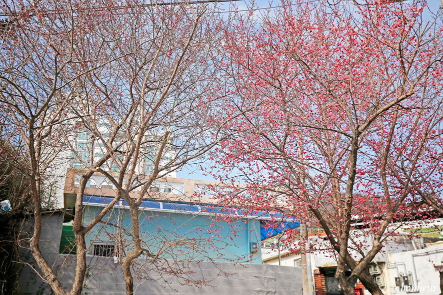 전남 순천 여행 탐매마을 홍매화 명소 봄꽃구경 개화상황과 주차
