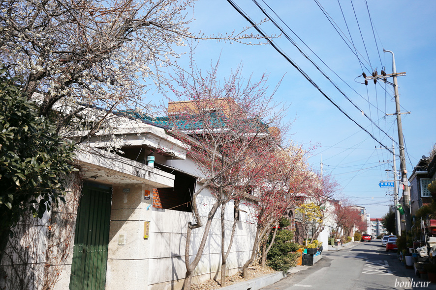 전남 순천 여행 탐매마을 홍매화 명소 봄꽃구경 개화상황과 주차