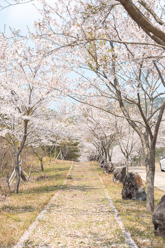 3월 제주 오름 추천 서귀포 벚꽃 명소 제주도 이승악 오름