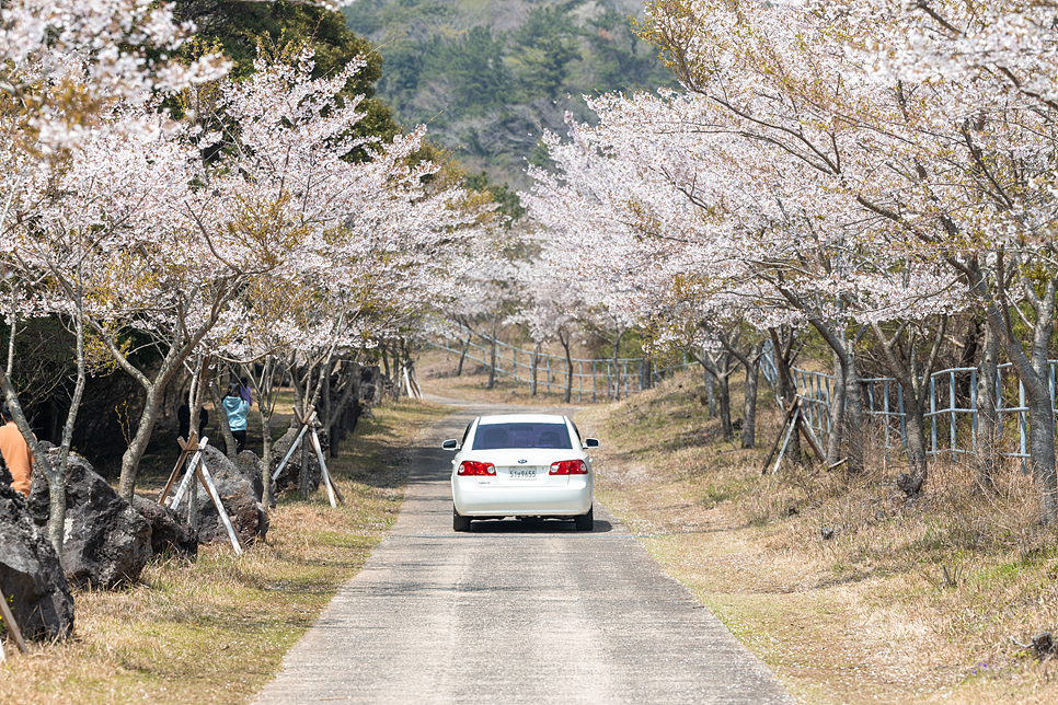 3월 제주 오름 추천 서귀포 벚꽃 명소 제주도 이승악 오름
