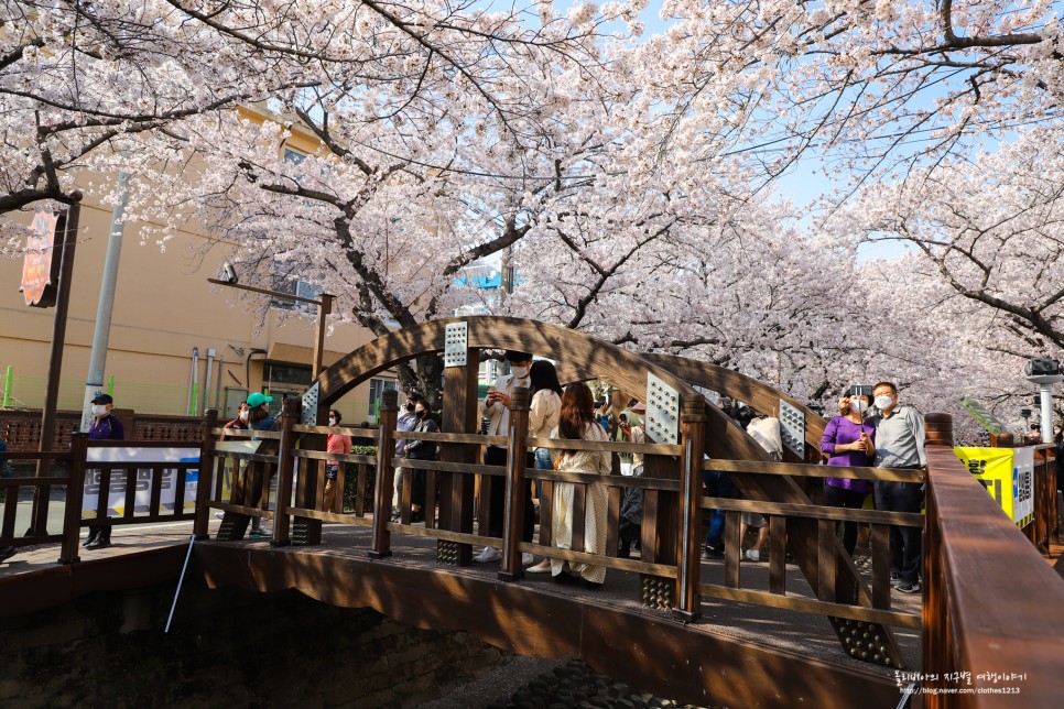 진해 가볼만한곳 벚꽃 명소 여좌천 경화역공원 축제는 취소