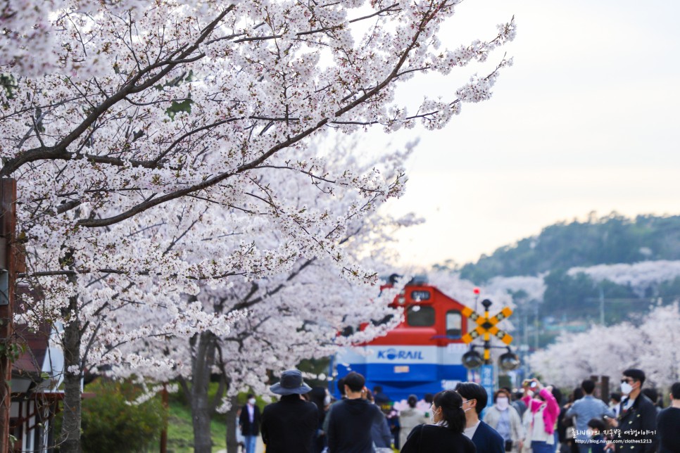 진해 가볼만한곳 벚꽃 명소 여좌천 경화역공원 축제는 취소