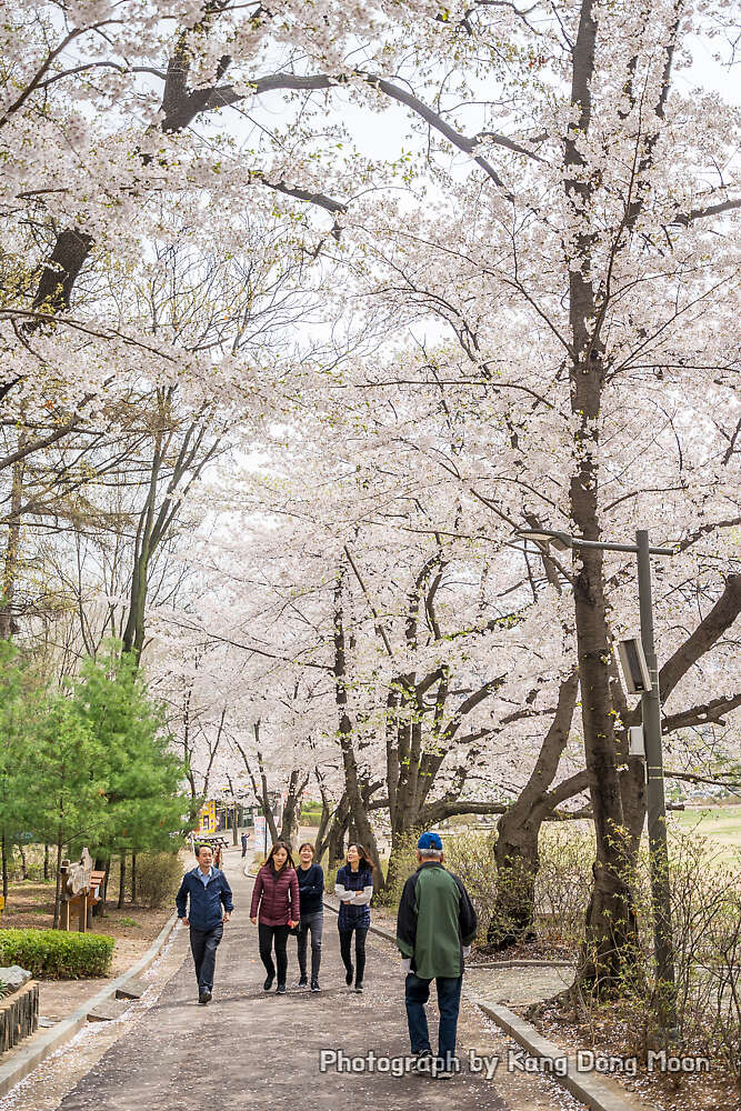 서울 벚꽃 명소 여행지 추천 개화시기 주말 나들이 서울 가볼만한곳 어린이대공원