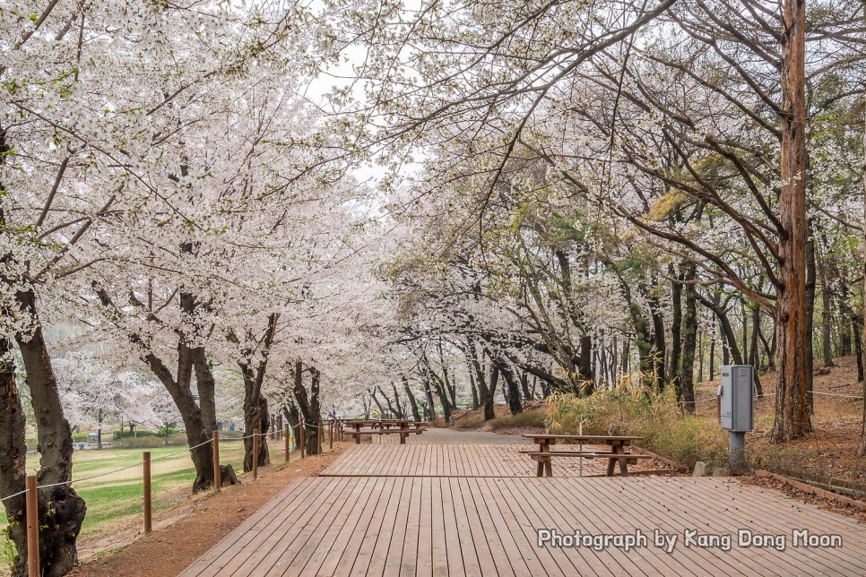 서울 벚꽃 명소 여행지 추천 개화시기 주말 나들이 서울 가볼만한곳 어린이대공원