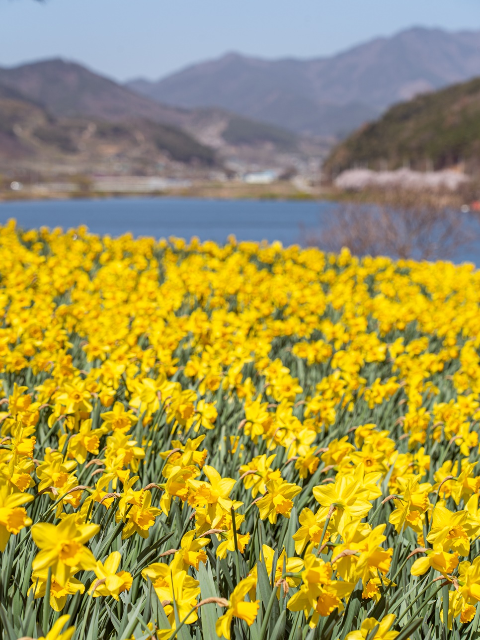 구례 가볼만한곳 BEST 10 : 3월 전남 꽃구경 구례여행