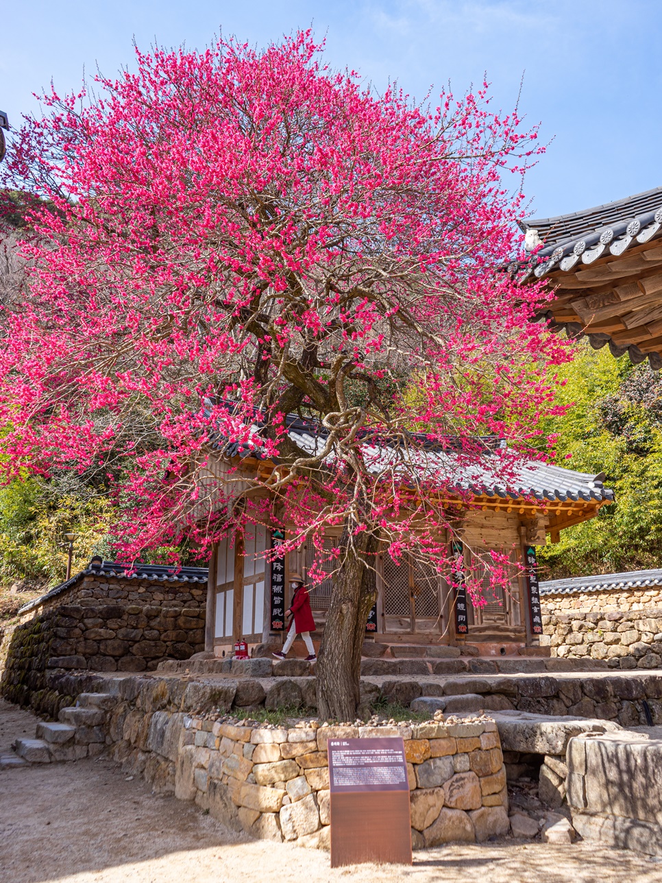 구례 가볼만한곳 BEST 10 : 3월 전남 꽃구경 구례여행