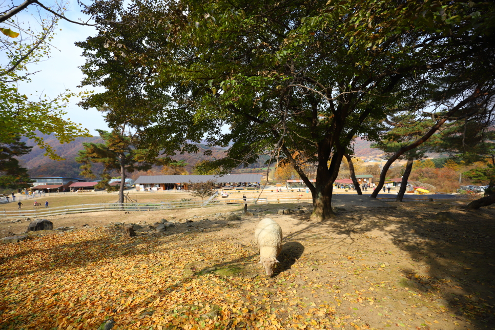 당일치기 아이랑 갈만한곳 볼거리 춘천 애니메이션박물관