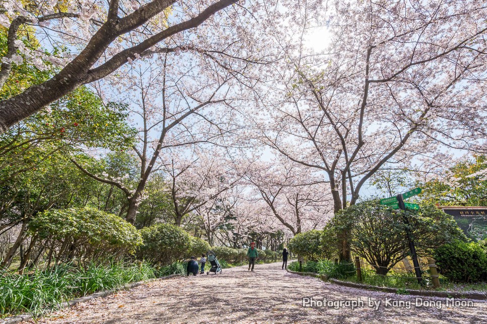 2022 벚꽃 개화시기 제주시 가볼만한곳 봄 나들이 드라이브코스 제주 벚꽃 명소 한라수목원