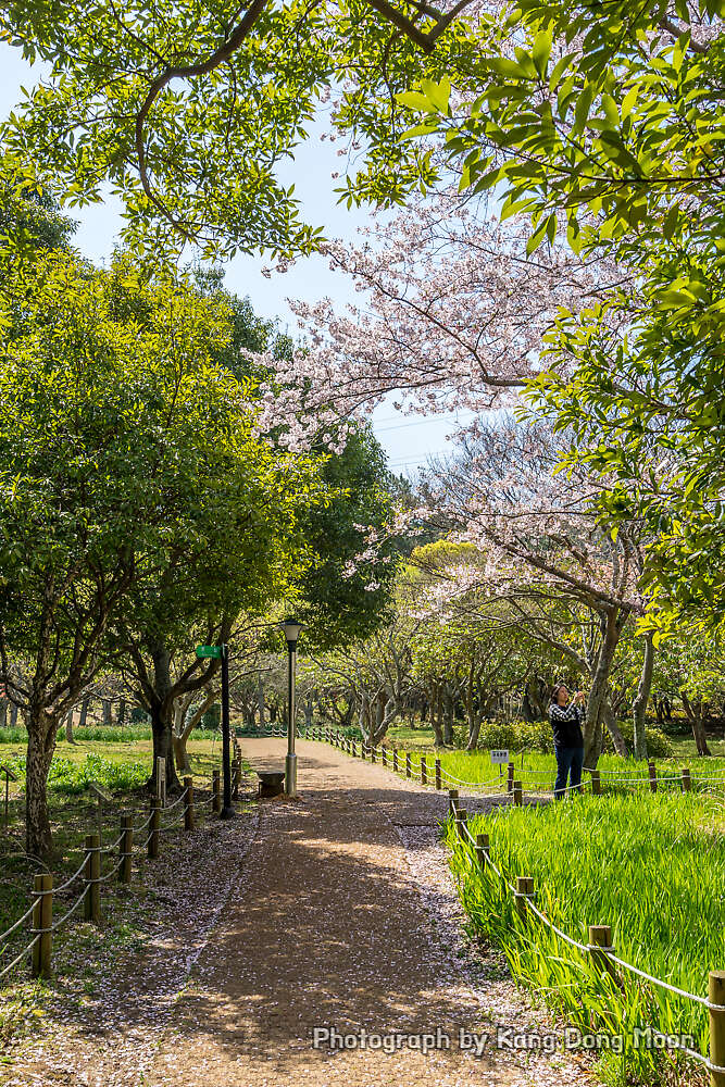 2022 벚꽃 개화시기 제주시 가볼만한곳 봄 나들이 드라이브코스 제주 벚꽃 명소 한라수목원