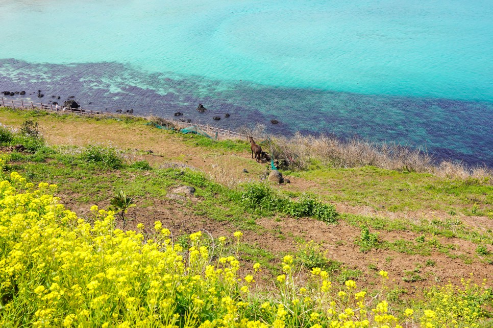 함덕 해수욕장 서우봉 유채꽃 포함 제주도 동쪽 코스