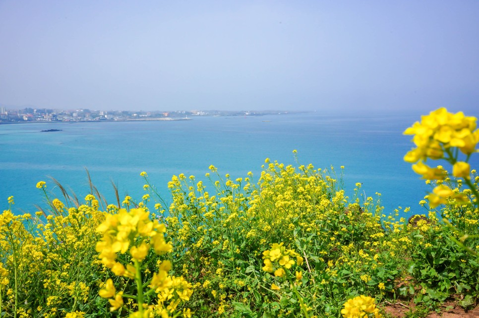 함덕 해수욕장 서우봉 유채꽃 포함 제주도 동쪽 코스