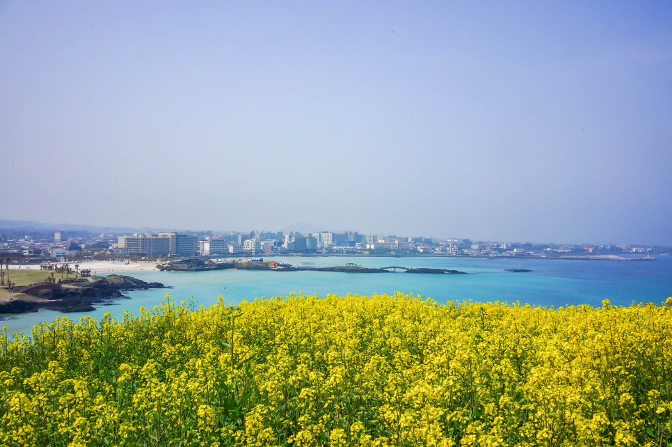 함덕 해수욕장 서우봉 유채꽃 포함 제주도 동쪽 코스