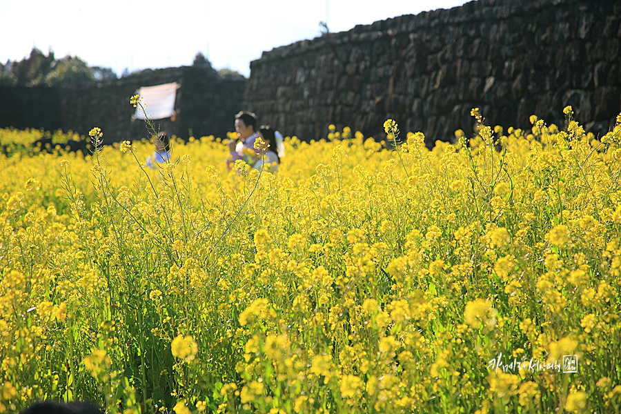 제주도 성읍민속마을 제주 유채꽃 명소 봄 꽃구경