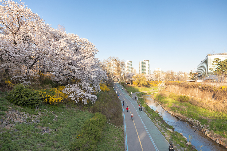 2022 벚꽃 개화시기 벚꽃 명소 제주 서울 부산 진해 10곳