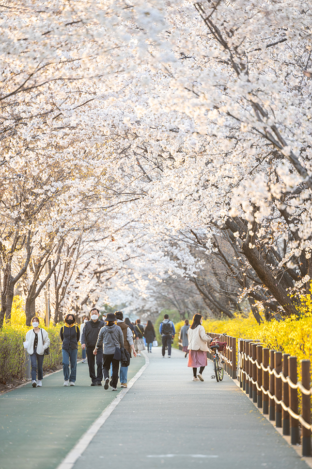 2022 벚꽃 개화시기 벚꽃 명소 제주 서울 부산 진해 10곳