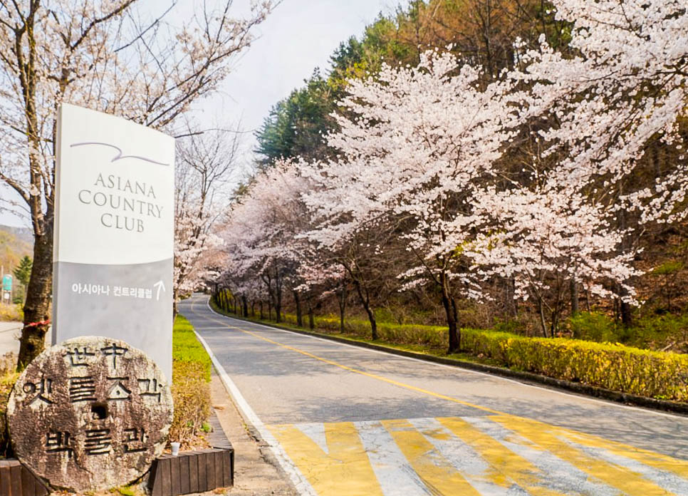 경기도 벚꽃명소 용인 에버랜드(+튤립축제), 용인자연휴양림, 호암미술관 등