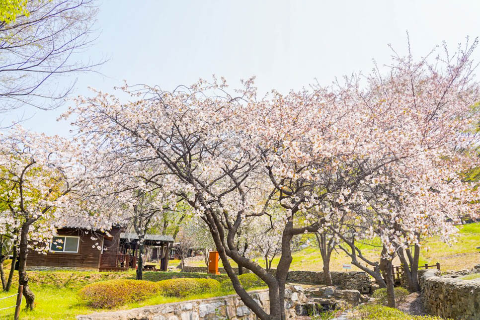 경기도 벚꽃명소 용인 에버랜드(+튤립축제), 용인자연휴양림, 호암미술관 등