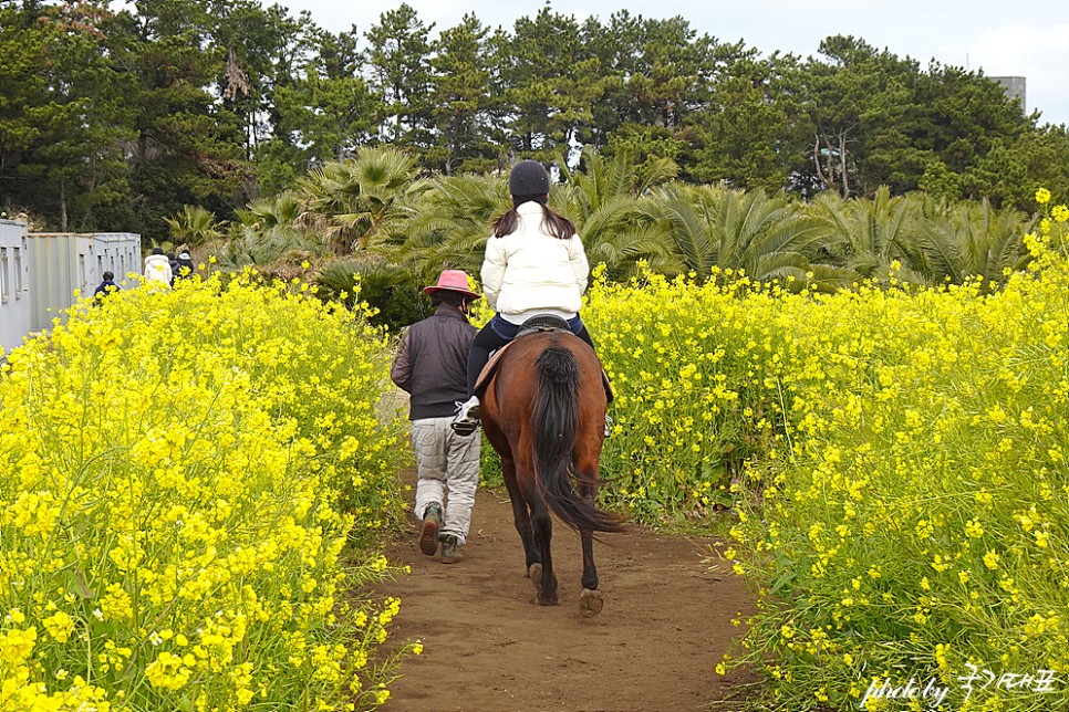 제주 광치기해변 근처 제주도 유채꽃 제주 동부권 관광지