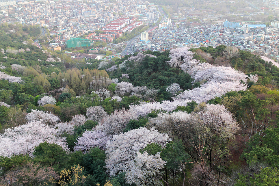 2022 벚꽃 개화시기 벚꽃 명소 제주 서울 부산 진해 10곳