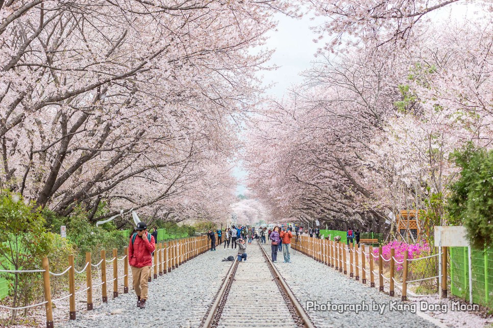 국내 봄 여행지 추천 주말 나들이 경남 가볼만한곳 창원 여행 진해 벚꽃 명소 경화역