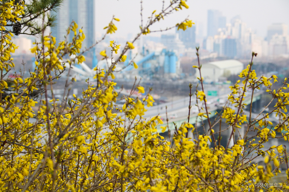 국내 봄 여행지 서울 봄꽃 구경 미리 보는 서울 응봉산 개나리 풍경