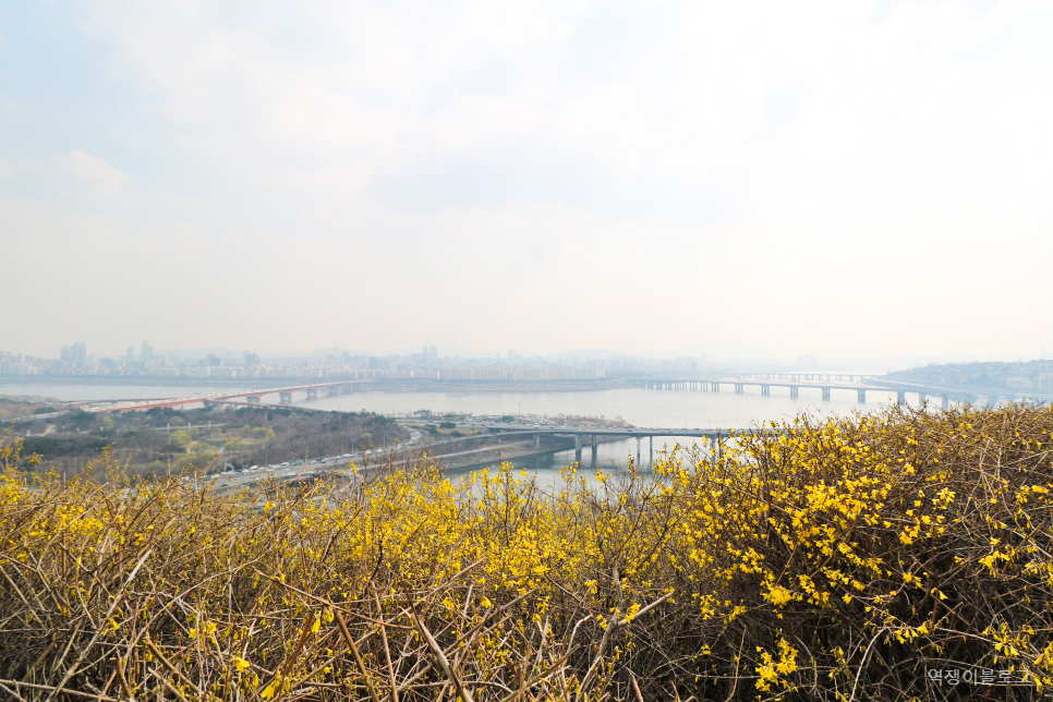 국내 봄 여행지 서울 봄꽃 구경 미리 보는 서울 응봉산 개나리 풍경