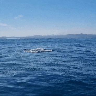 우도베스트관광 제주여행코스 제주 돌고래 보는 우도올레보트투어
