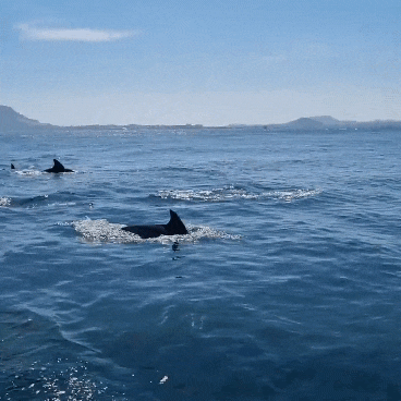 우도베스트관광 제주여행코스 제주 돌고래 보는 우도올레보트투어