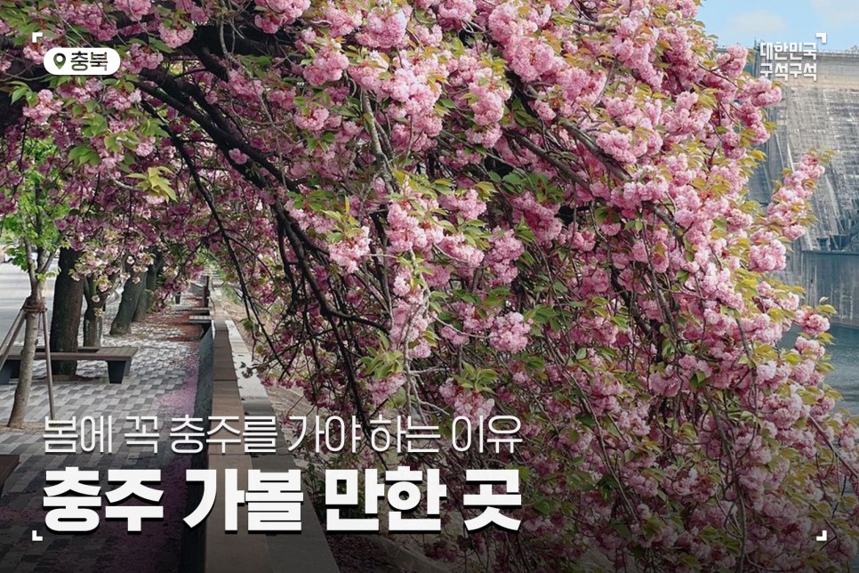 [충주 여행 코스] 봄에 꼭 충주를 가야 하는 이유, 충주 가볼 만한 곳 :: 충주댐 벚꽃길, 활옥동굴, 중앙탑사적공원, 게으른 악어
