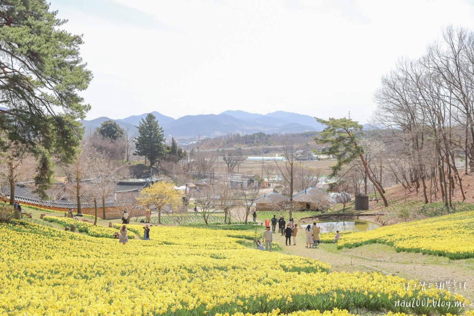 4월 봄에 가볼만한곳 서산 유기방가옥 꽃구경 국내 봄여행지