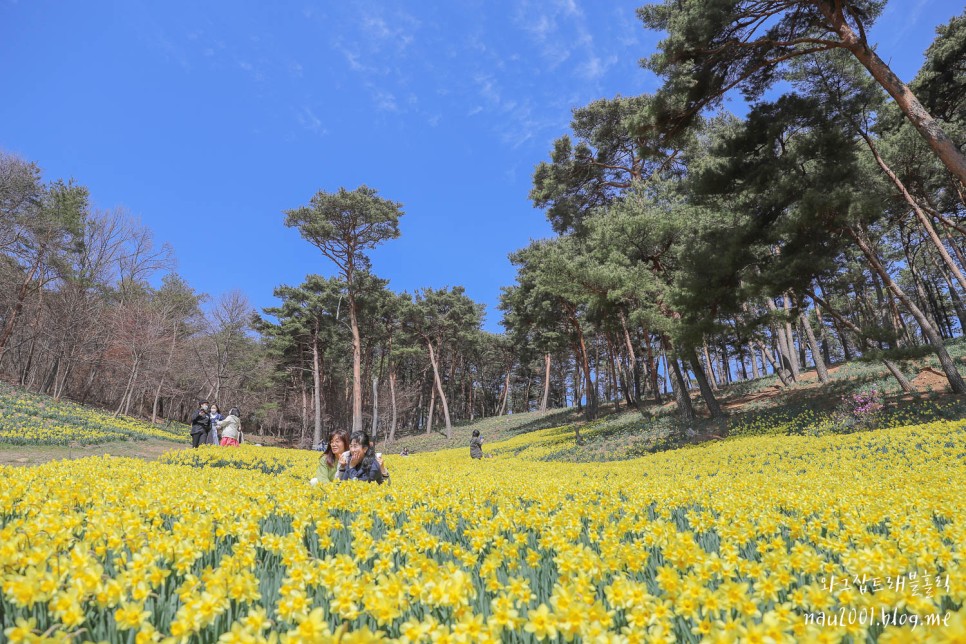 4월 봄에 가볼만한곳 서산 유기방가옥 꽃구경 국내 봄여행지