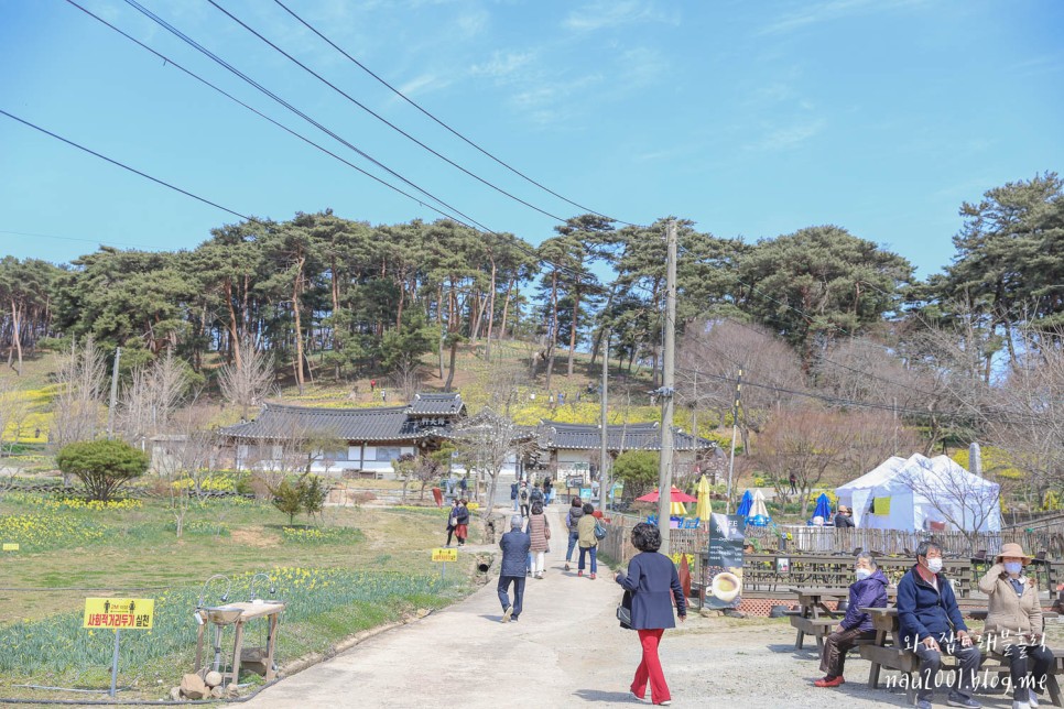 4월 봄에 가볼만한곳 서산 유기방가옥 꽃구경 국내 봄여행지