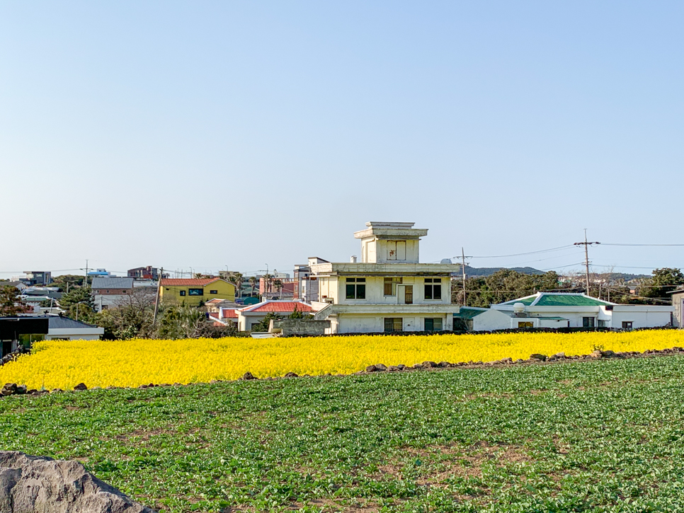 유채꽃 명소 무료 유채꽃밭 성산읍 재배단지