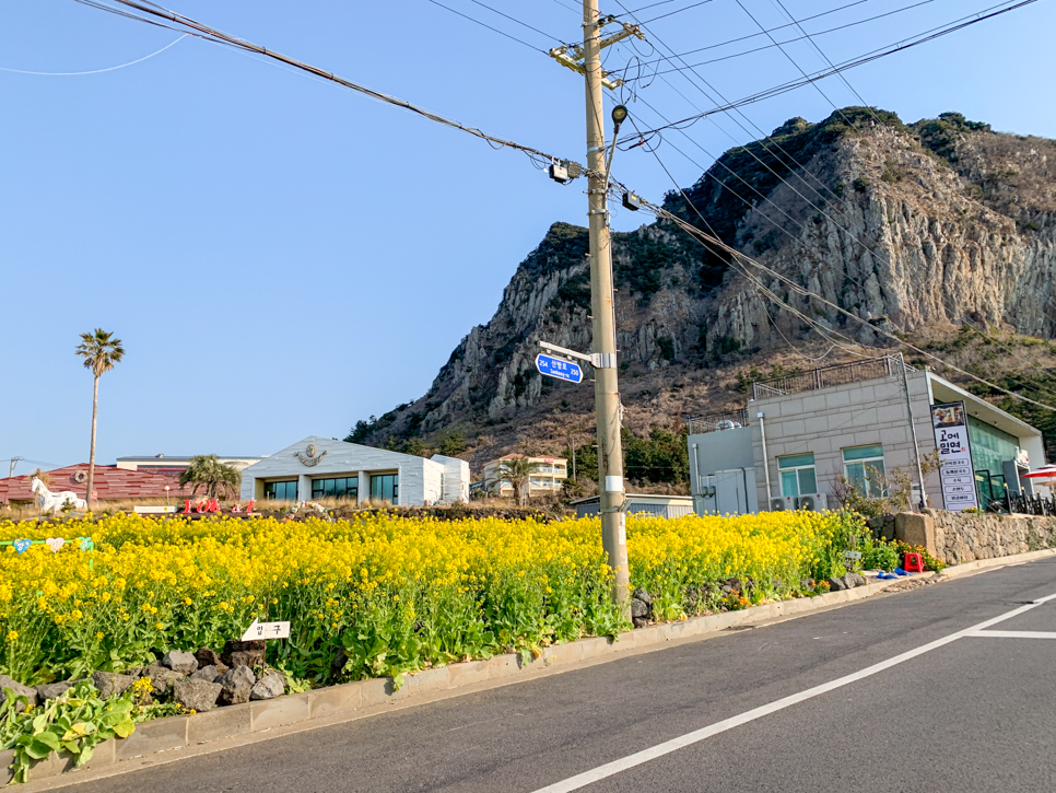 유채꽃 명소 무료 유채꽃밭 성산읍 재배단지
