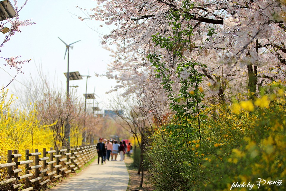2022 벚꽃 개화시기 서울 벚꽃 명소 여의도 윤중로 벚꽃길 개방(3월 22일)