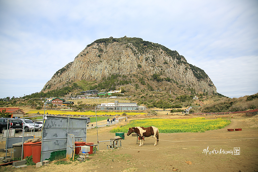 제주도 성수기 제주 산방산 유채꽃밭 노랑노랑~