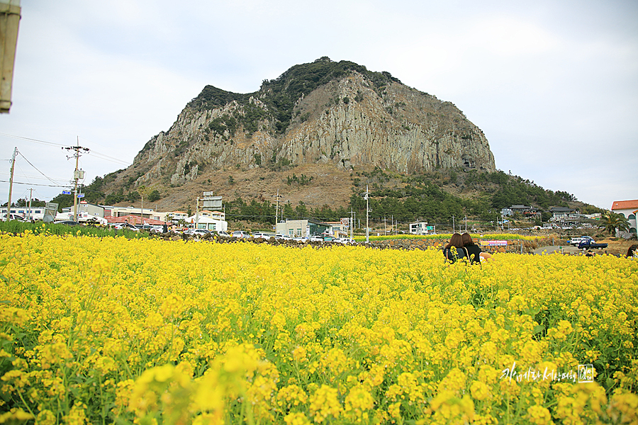 제주도 성수기 제주 산방산 유채꽃밭 노랑노랑~