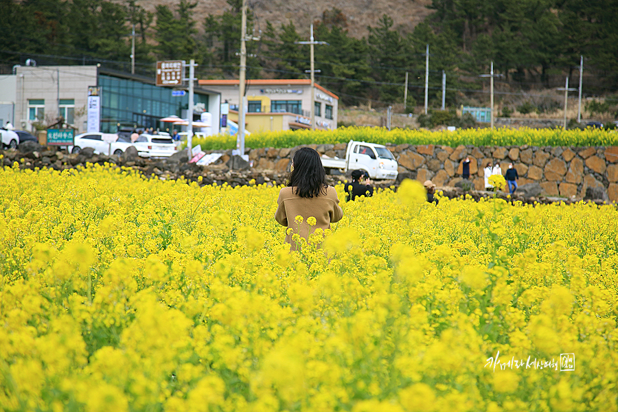 제주도 성수기 제주 산방산 유채꽃밭 노랑노랑~