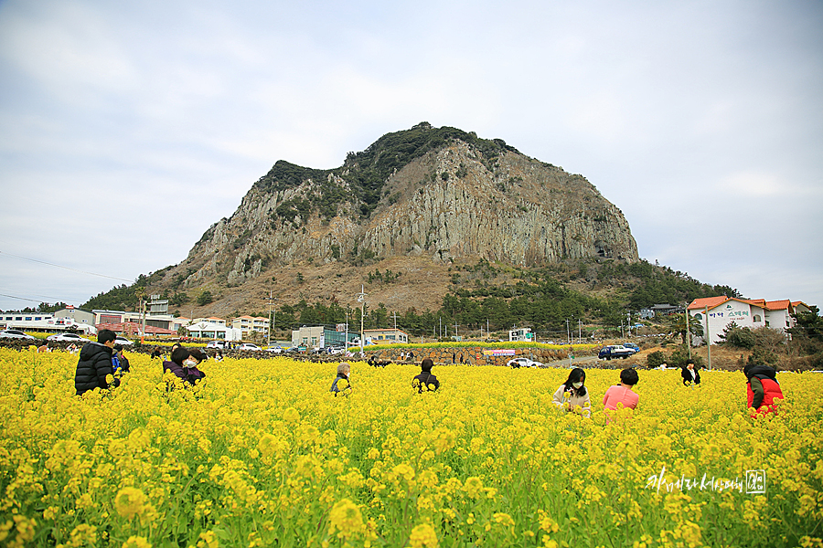 제주도 성수기 제주 산방산 유채꽃밭 노랑노랑~