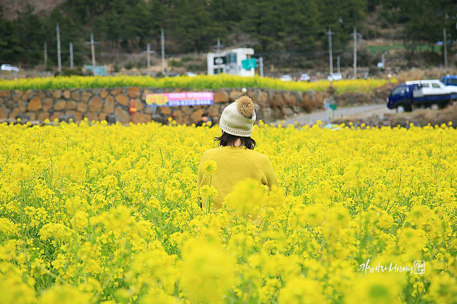 제주도 성수기 제주 산방산 유채꽃밭 노랑노랑~