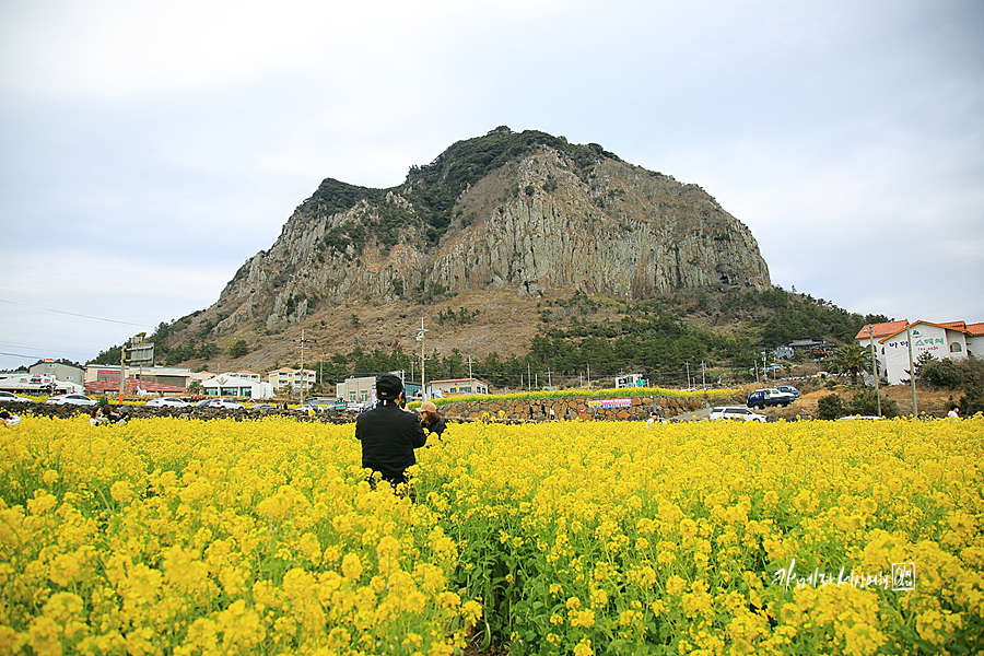 제주도 성수기 제주 산방산 유채꽃밭 노랑노랑~