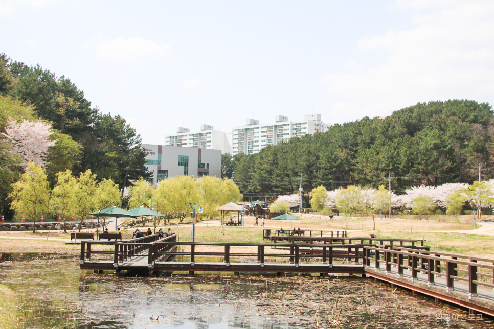 봄에 가볼만한곳 울산 선암호수공원 등  벚꽃 명소 여행 미리 보기