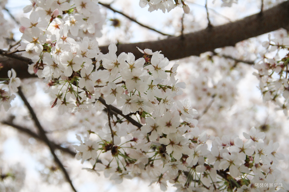 봄에 가볼만한곳 울산 선암호수공원 등  벚꽃 명소 여행 미리 보기