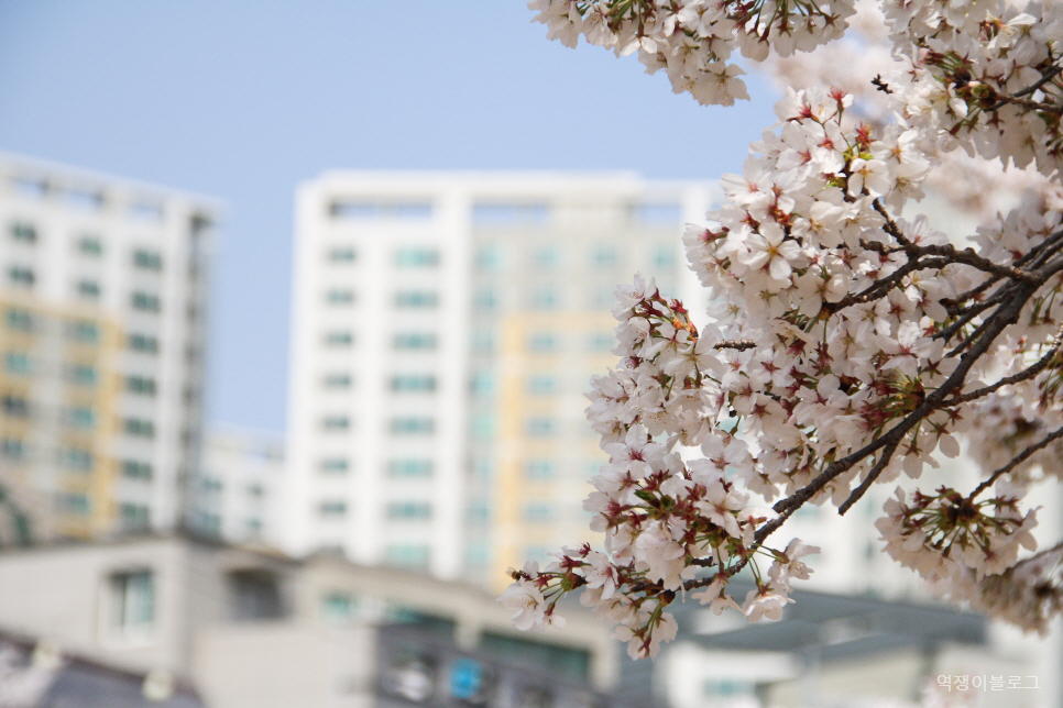 봄에 가볼만한곳 울산 선암호수공원 등  벚꽃 명소 여행 미리 보기