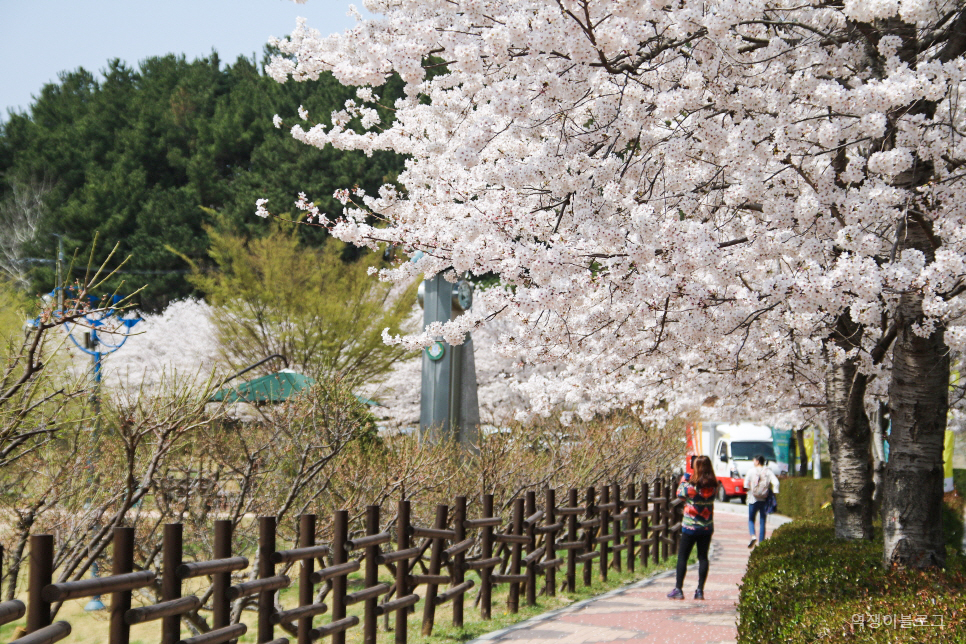 봄에 가볼만한곳 울산 선암호수공원 등  벚꽃 명소 여행 미리 보기