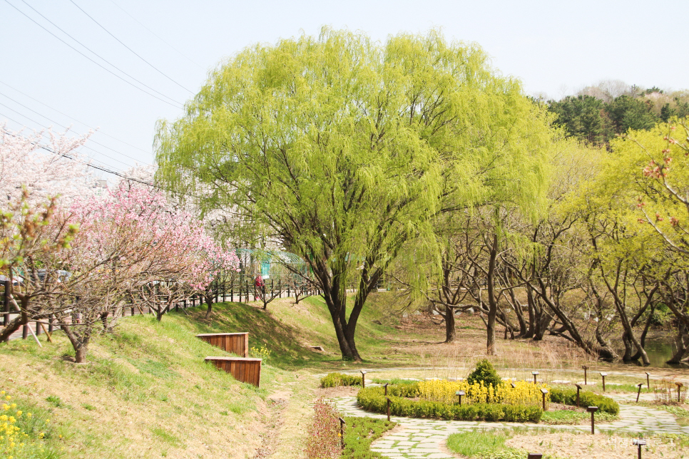 봄에 가볼만한곳 울산 선암호수공원 등  벚꽃 명소 여행 미리 보기