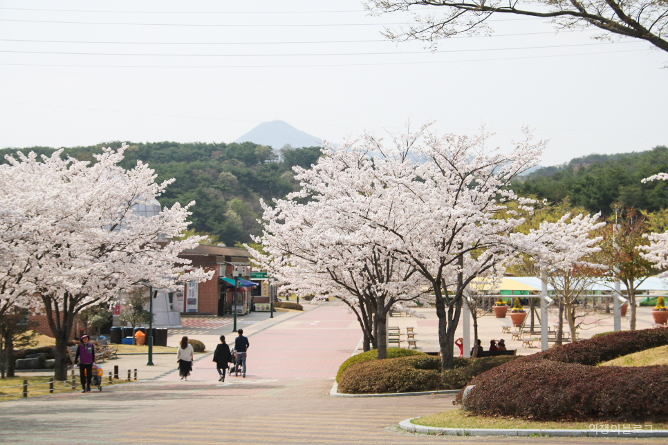 봄에 가볼만한곳 울산 선암호수공원 등  벚꽃 명소 여행 미리 보기