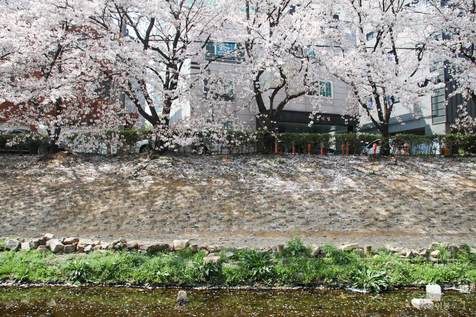 봄에 가볼만한곳 울산 선암호수공원 등  벚꽃 명소 여행 미리 보기