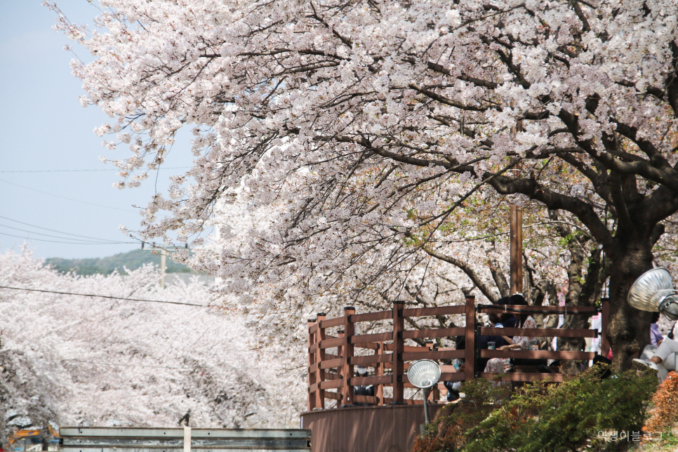 봄에 가볼만한곳 울산 선암호수공원 등  벚꽃 명소 여행 미리 보기